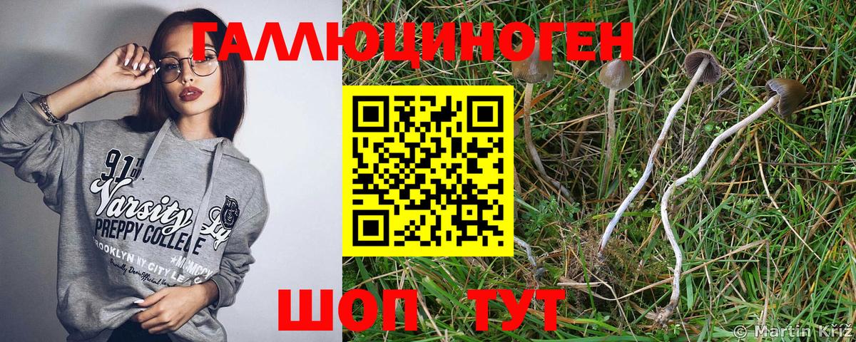Галлюциногенные грибы Psilocybe Старый Оскол